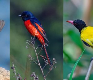 1705539915_chara-1200x560