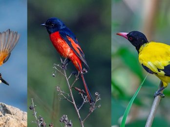 1705539915_chara-1200x560