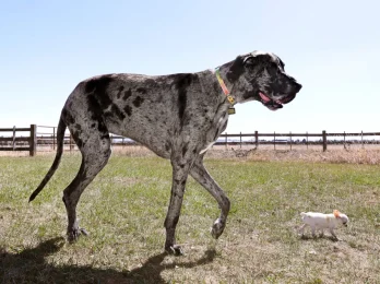 250503-tall-small-dogs-01-aa-699e99