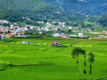 धान खेतीले सुन्दर हरियाली देखिएको काभ्रेपलाञ्चोकको धुलिखेल नगरपालिका-१० स्थित शंखु फाँट । तस्बिरः पेमा लामा / रासस