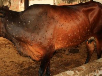 Lampi skin-Animal Disease