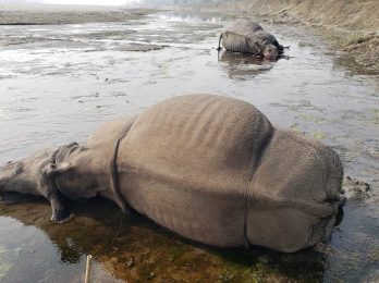 Rhino_1_