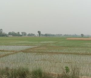 chaite-dhan_dCdg8vzyrt