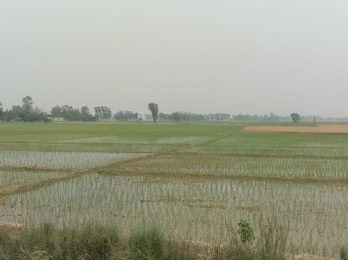 chaite-dhan_dCdg8vzyrt