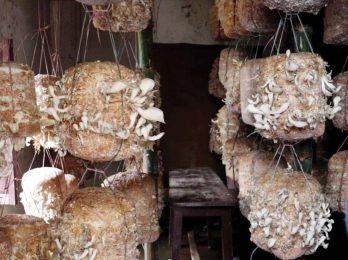 chayau-kheti-