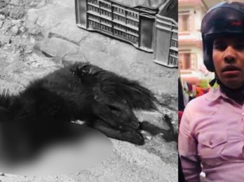 dog-murder-1024x535