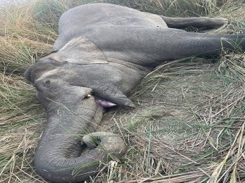 elephant_death_u0bEjyKZsd