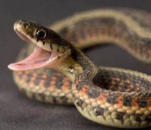 snake (1)