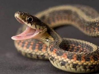 snake (1)