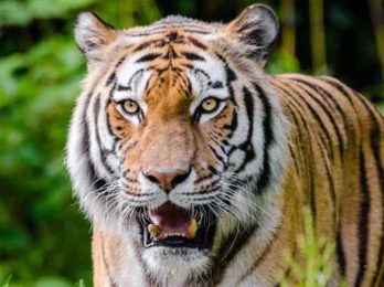 tiger