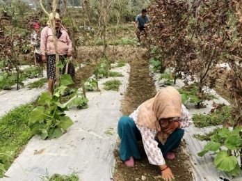 tinau-tarkari-1-1532026101801-1000x0